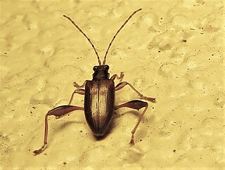 <i>Donacia texana</i> Species of beetle