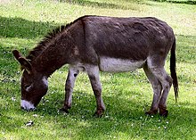 [1] auf einer Wiese bei Clovelly grasender Esel (Equus asinus asinus);
Aufnahme von Benutzer Adrian Pingstone am 12. Juli 2004