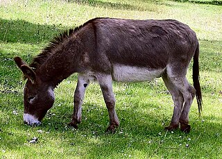 <span class="mw-page-title-main">Donkey</span> Domesticated animal used for transportation