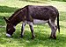 Donkey in Clovelly, North Devon, England.jpg