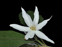 Doryphora sassafras flower.jpg