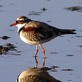 Dotterel.jpg