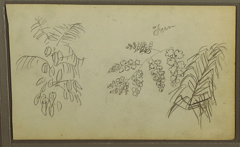 File:Drawing, Botanical Sketches, 1857 (CH 18201949).jpg