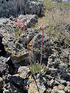 <i>Dudleya cultrata</i> Species of succulent