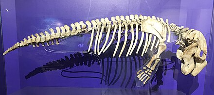 Dugong skeleton displayed at Philippine National Museum
