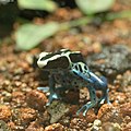 Dyeing Poison Frog.jpg