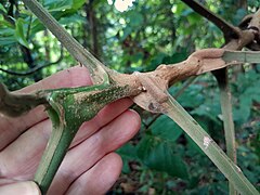 Dysoxylum-parasiticum-SF22361-03.jpg