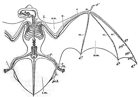 Chiroptera - Wikipedia