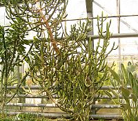 Euphorbia evansii