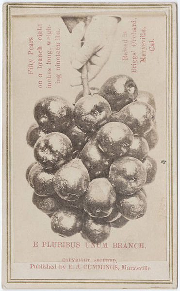 File:E pluribus unum branch. Fifty pears on a branch eight inches long, weighing nineteen lbs. Raised in Bruggs' Orchard, Marysville, Cal 2.jpg