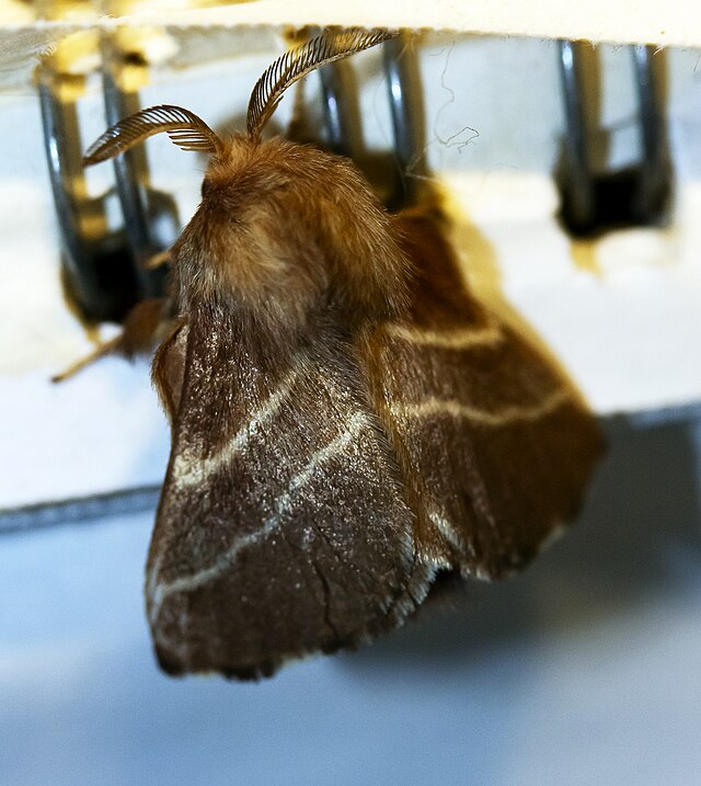 Eastern Tent Caterpillar Moth (Malacosoma americana)