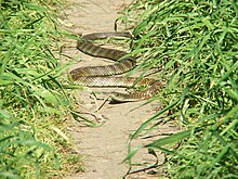 Mainland tiger snake, Banyule Flats Reserve, Melbourne, Victoria, in threat pose with body flattened and head raised Eastern Tiger Snake.jpg