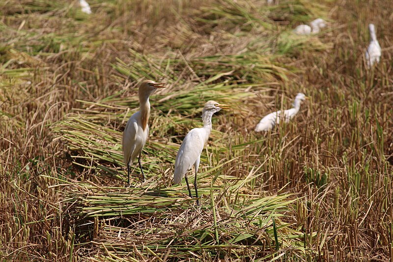 File:Eastern cattle egrets IMG 6365.jpg