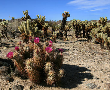 Echinocereus engelmannii Cylindropuntia bigelovii