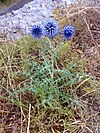 Echinops ritro 01.jpg