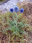 Мордовник обыкновенный (лат. Echinops ritro) — травянистое растение семейства Астровые[1].