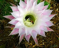 Echinopsis eyriesii visited by a European honeybee; Kfar Blum Kibbutz garden, Israel.