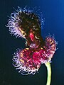Stelis villosa flower