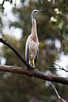 Egretta novaehollandiae Immature Tea-Tree.jpg