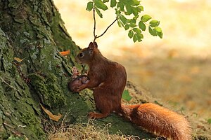 Eurasisches Eichhörnchen: Merkmale, Verbreitung und Lebensraum, Lebensweise