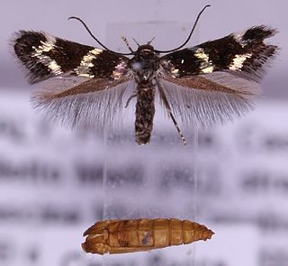 <i>Elachista differens</i> Species of moth