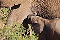Elefant feeding.JPG
