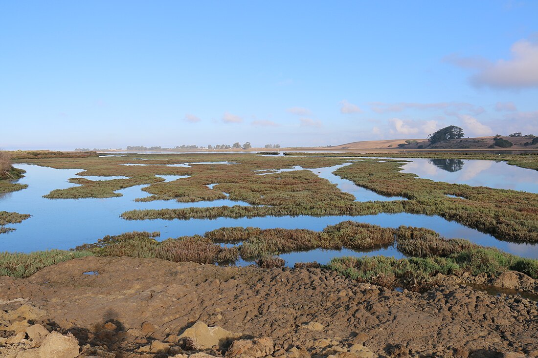 Wetland