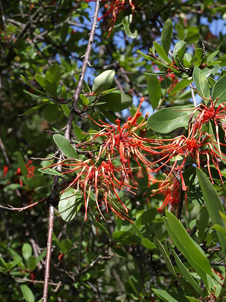 File:Embothrium coccineum Alerce Andino 2.jpg