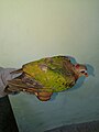 Emerald Dove-3-bsi-yercaud-salem-India.jpg