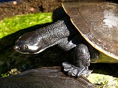 Emydura macquarii krefftii Brevard Zoo - Flickr - Rusty Clark (20).jpg