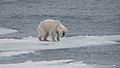 Endangered arctic - starving polar bear.jpg