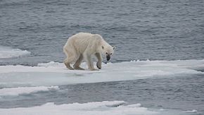 O Ursinho Polar - 2001