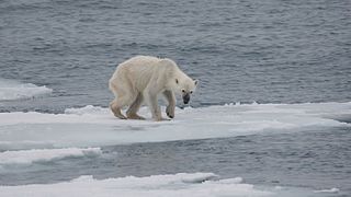 A starving polar bear.