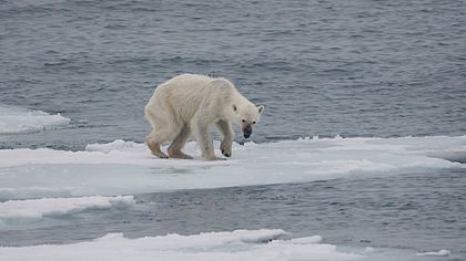 Urso-polar (Ursus maritimus) desnutrido em razão das mudanças climáticas e do impacto do aquecimento global sobre o verão no Círculo Polar Ártico. (definição 3 009 × 1 693)