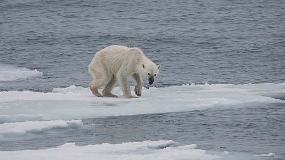 На следующей странице представлены фотографии белого медведя. Байден Аляска белые медведи. Белые медведи на Аляске 2023. Белый медведь хозяин Арктики.