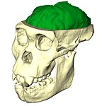 מודל המוח של MH1 (ירוק) על-פי צילום CT של פנים הגולגולת