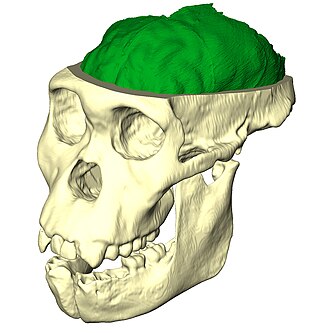 <span class="mw-page-title-main">Paleoneurobiology</span> Study of brain evolution using brain endocasts