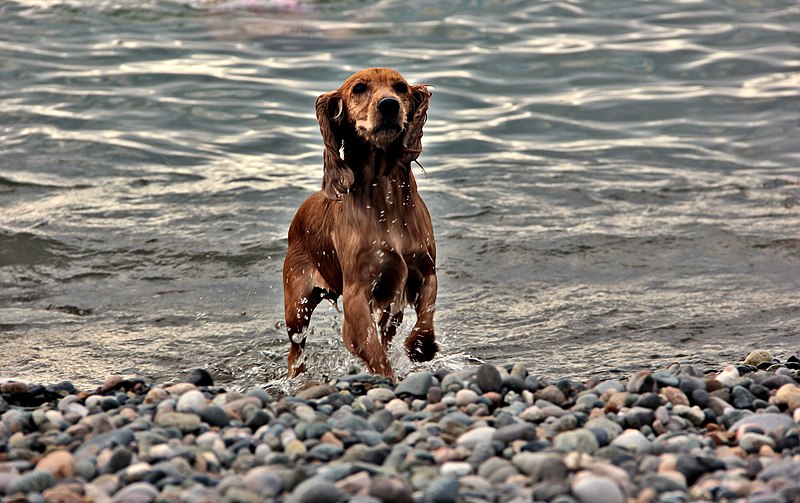 File:English Cocker Spaniel at Batumi beach, Georgia.jpg