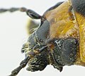 Entomoscelis adonidis