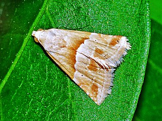 <i>Eublemma parva</i> Species of moth