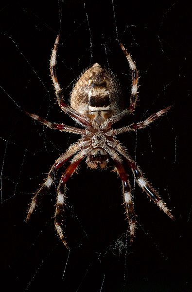 File:Eriophora transmarina underside at night.jpg