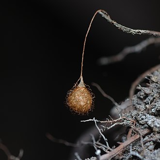 Ero sp. egg sac, Poland Ero sp. cocoon Bytom 2.jpg