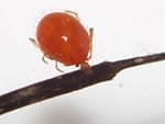 Erythraeidae parasitic larva 01.jpg