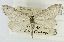 Euacidalia quakerata