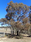 Thumbnail for Eucalyptus nicholii