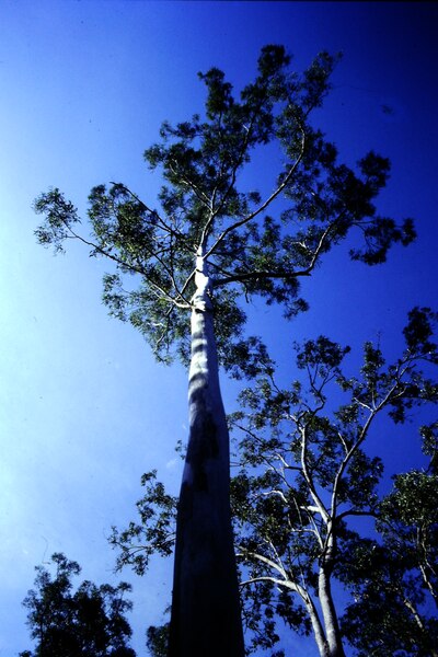 File:Eucalyptus propinqua Lomandra Ferny Grove December 1986 06-21-2015 5.tif