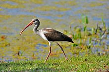 Juvenile in Florida Eudocimus albus -Winter Haven, Florida, USA -juvenile-8 (2).jpg