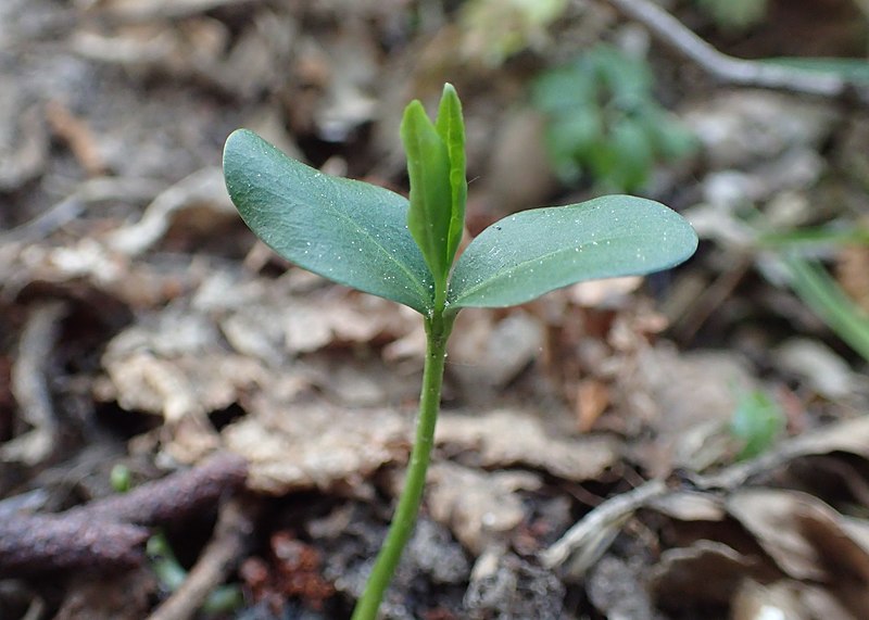 File:Euonymus europaeus kz10.jpg