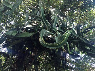 Euphorbia neglecta at Moir Gardens Euphorbia neglecta, Moir Gardens.jpg