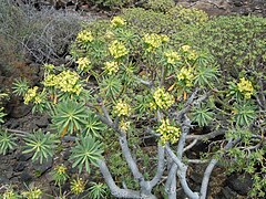 Euphorbia regis-jubae